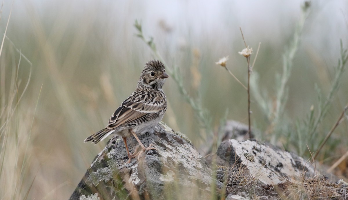 Vesper Sparrow - Jay McGowan