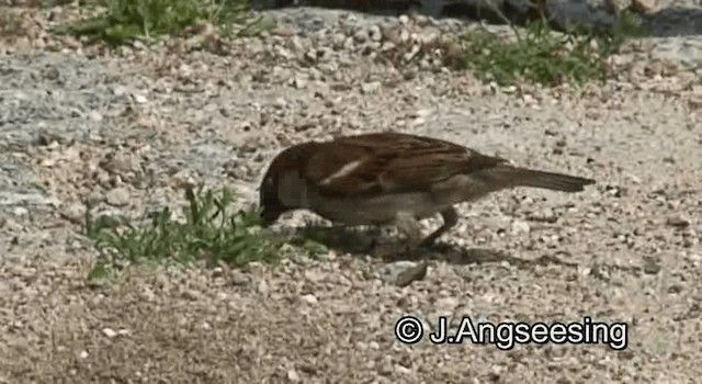 Italian Sparrow - ML200845151