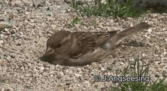 Italian Sparrow - ML200845161