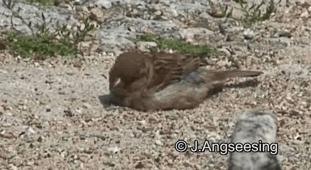 Italian Sparrow - ML200845171