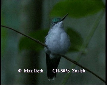 Purple-crowned Plovercrest - ML200845241