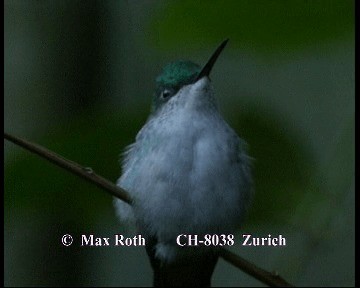 kolibřík paraguayský - ML200845251