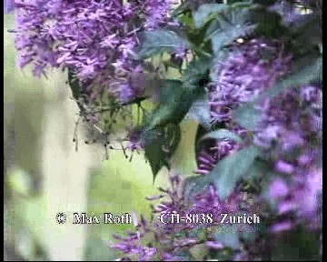 Зелоногрудый фиалкоух (cabanidis) - ML200845351