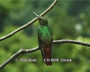 Rufous-tailed Hummingbird (Rufous-tailed) - ML200845431