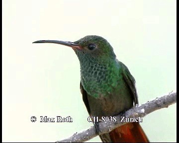Rufous-tailed Hummingbird (Rufous-tailed) - ML200845441