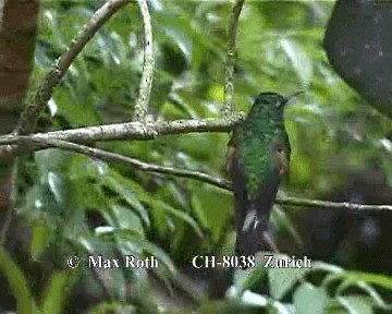 Stripe-tailed Hummingbird - ML200845471