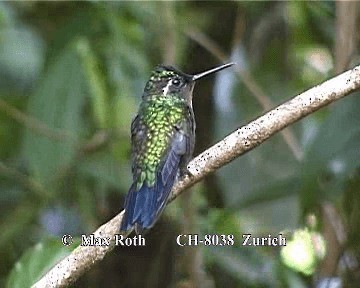 Colibri à gorge pourprée - ML200845481