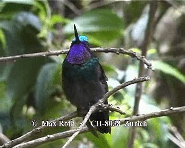 Purple-throated Mountain-gem - ML200845491