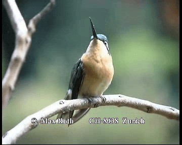 Colibrí Gorjipúrpura - ML200845501