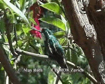 kolibřík pokřovní (ssp. cinereicauda) - ML200845511