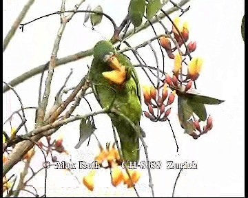White-fronted Parrot - ML200845591
