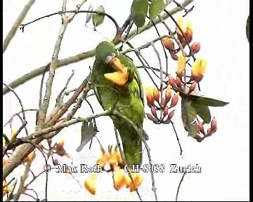 White-fronted Amazon - ML200845591