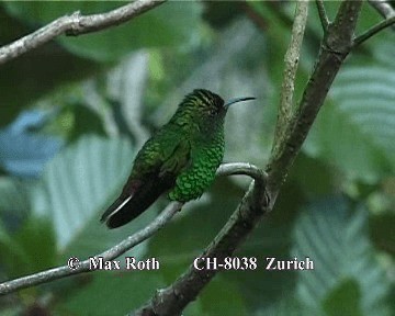 Coppery-headed Emerald - ML200845601