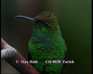 Coppery-headed Emerald - ML200845611