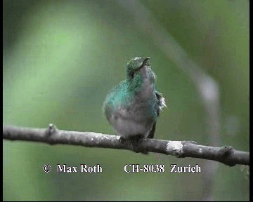 kobberkronekolibri - ML200845621