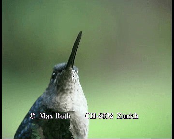 Colibrí de Talamanca - ML200845681