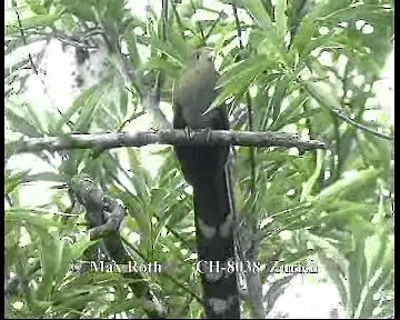 Squirrel Cuckoo (Middle America) - ML200845711