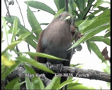 Squirrel Cuckoo (Middle America) - ML200845721