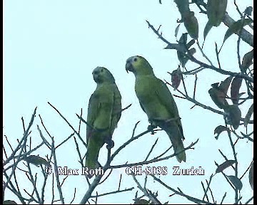 Amazona Frentiazul - ML200845761