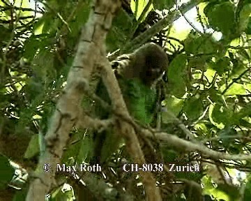 Brown-headed Parrot - ML200845811