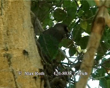 Brown-headed Parrot - ML200845821