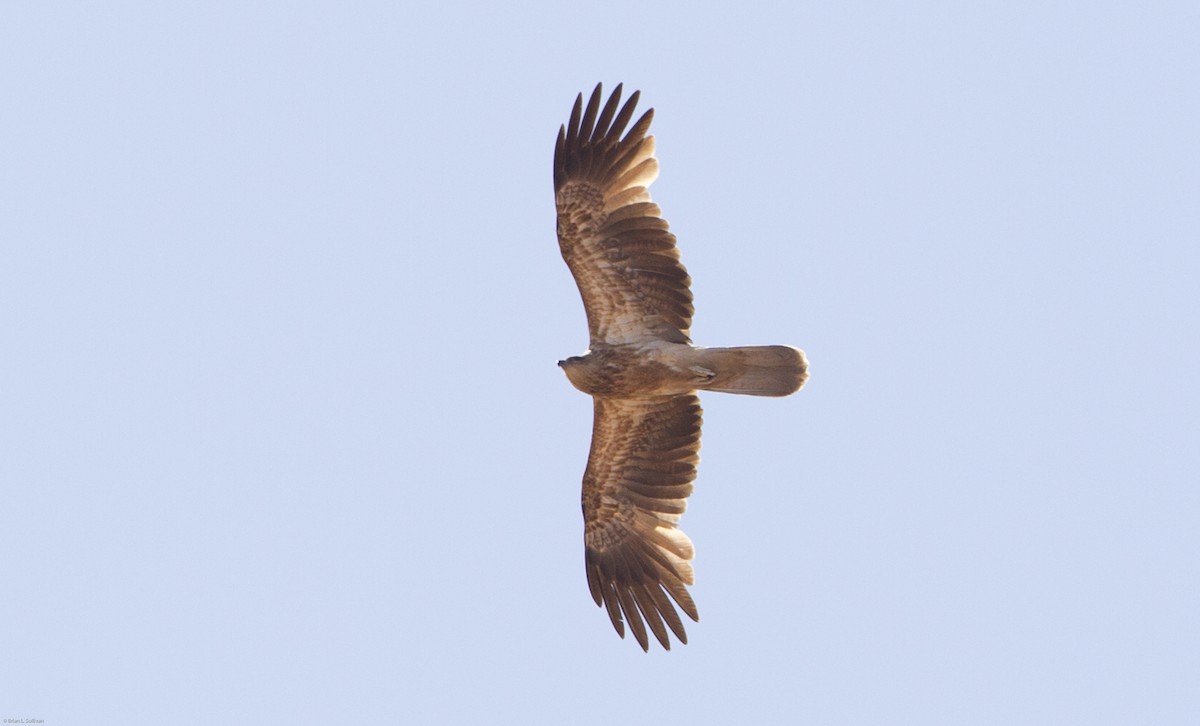 Whistling Kite - Brian Sullivan