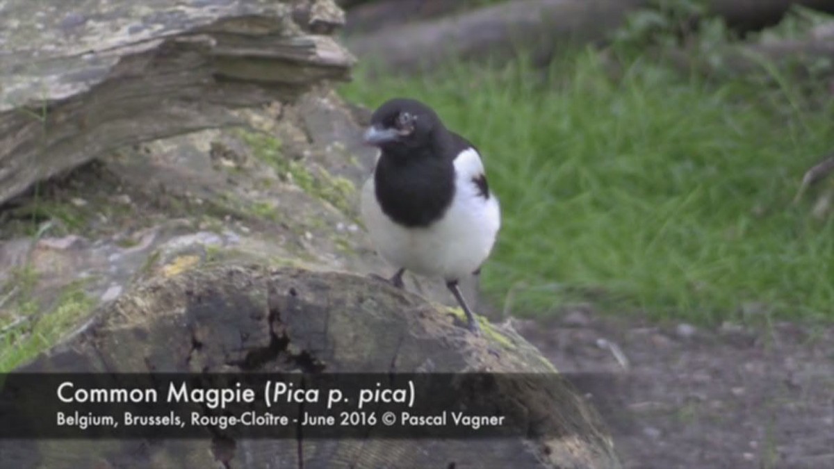 Video - Eurasian Magpie - Pica pica