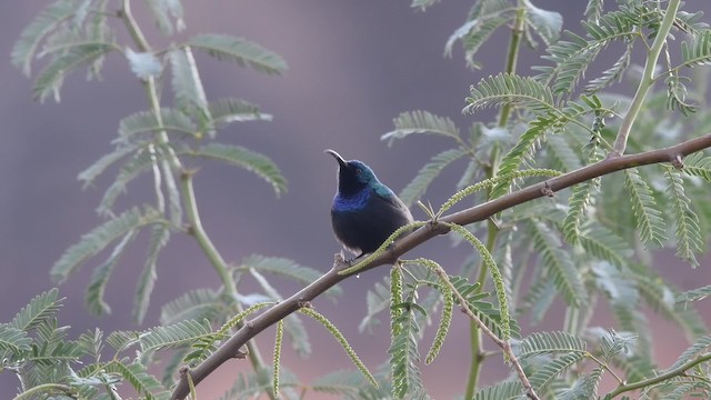 Palestine Sunbird (Palestine) - ML200846481