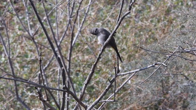 Bulbul d'Arabie - ML200846491