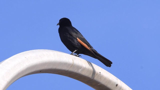 Tristram's Starling - ML200846501