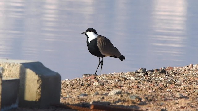 Spur-winged Lapwing - ML200846511