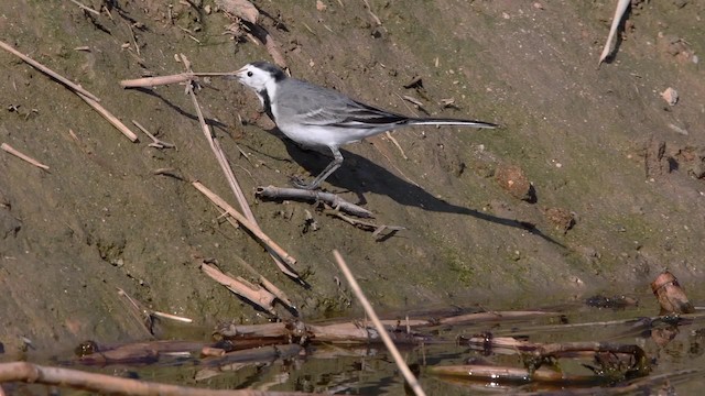 White Wagtail (White-faced) - ML200846521