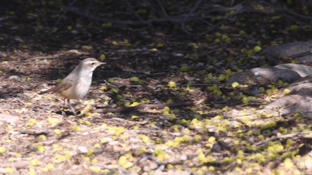 Bluethroat (Red-spotted) - ML200846531