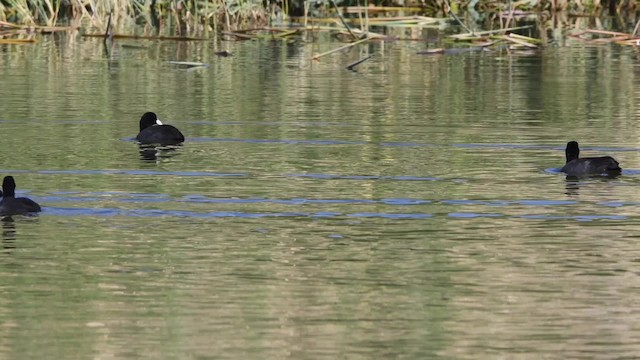 Eurasian Coot - ML200846541