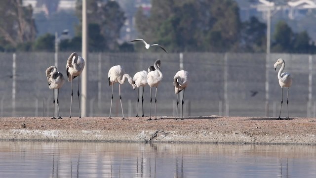 Greater Flamingo - ML200846551