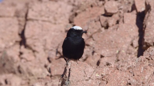 White-crowned Wheatear - ML200846571