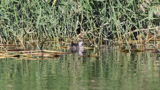 Green-winged Teal (Eurasian) - ML200846581