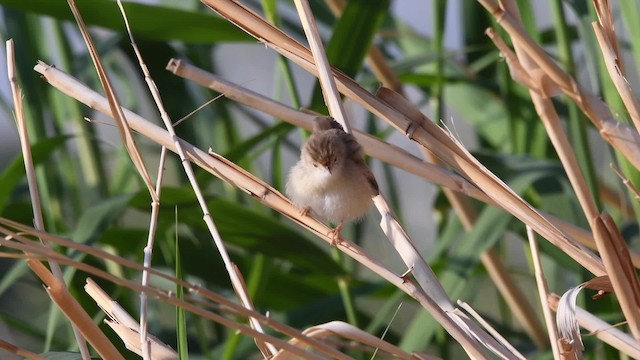 Graceful Prinia - ML200846591