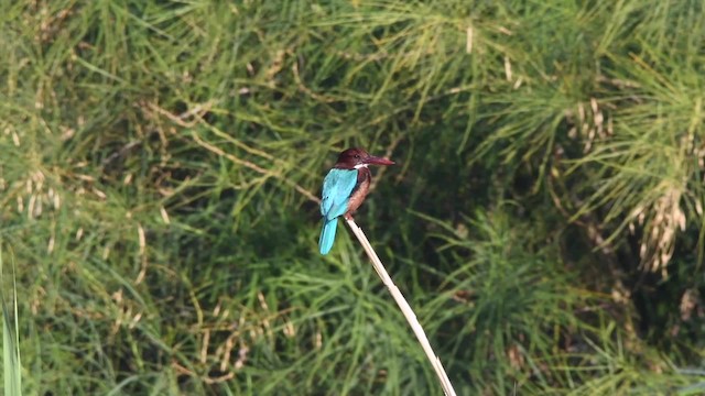 White-throated Kingfisher - ML200846601