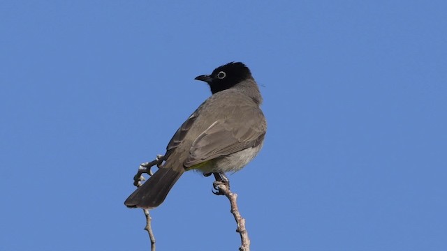 Bulbul d'Arabie - ML200846611