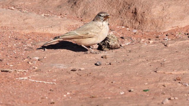 Desert Lark - ML200846631