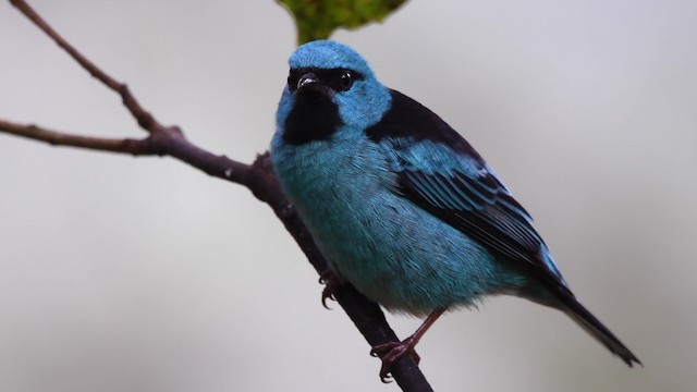 Blue Dacnis - ML200846761