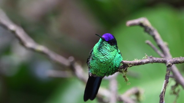 Violet-capped Woodnymph - ML200846801