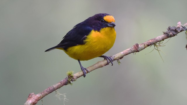 Violaceous Euphonia - ML200846821