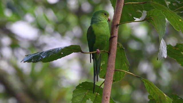 オナガミドリインコ - ML200846841