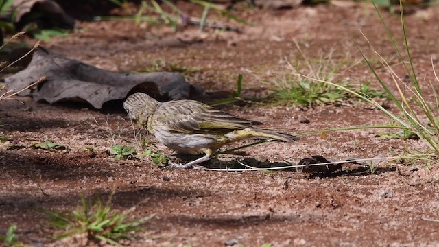 キンノジコ（flaveola グループ） - ML200846881