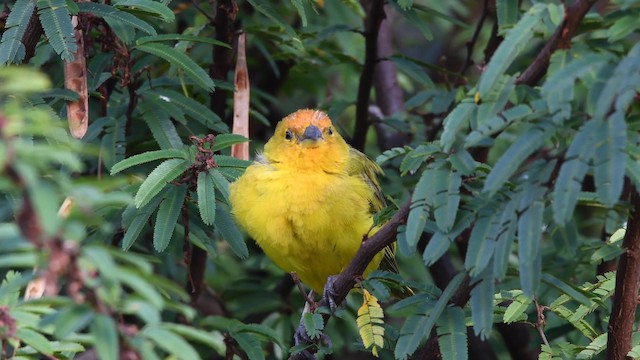 Saffron Finch (Saffron) - ML200846891