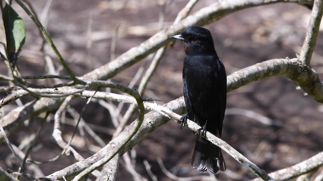 Velvety Black-Tyrant - ML200846901