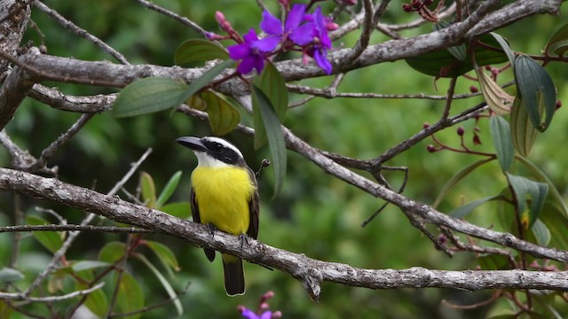 båtnebbtyrann (pitangua) - ML200846931