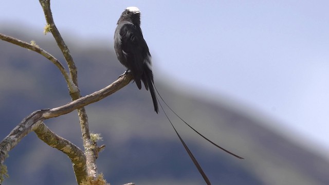 Long-tailed Tyrant - ML200846951